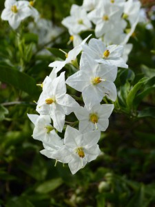 Jasmin