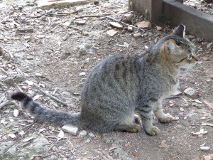 Wanderkatze