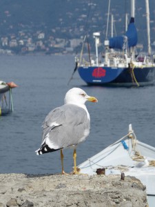Möwe in Portofino