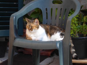 Katze