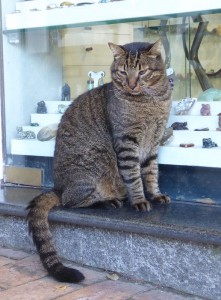 Shopping Cat