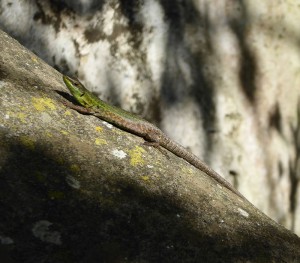 Eidechse