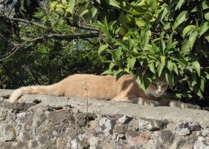 Zitronen-Kater