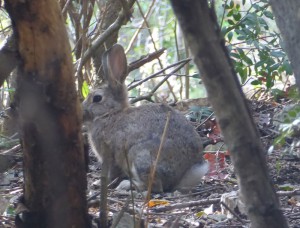 Wildlife von Capri