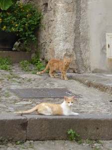 Treppen-Katzen
