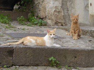 Treppen-Katzen