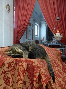 Kathedralen-Katze