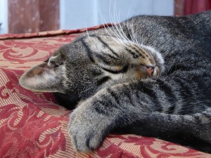 Kathedralen-Katze