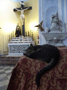 Kathedralen-Katze