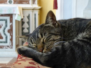 Kathedralen-Katze