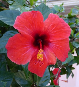 Hibiskus