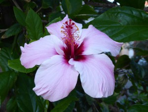 Hibiskus