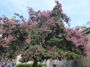 blühender Baum