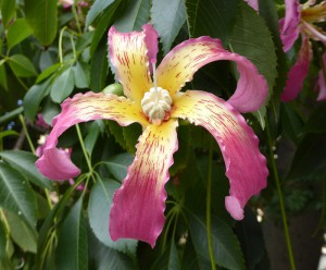 Blüte des Baums