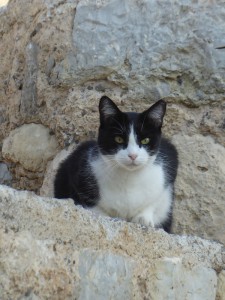 Katze