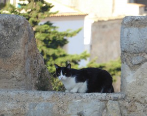 Katze