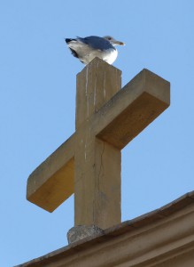 Möwe