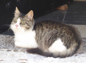Wachkatze