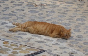 Relax-Cat