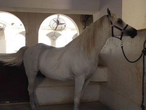Stallbereiche
