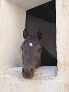 Stallbereiche