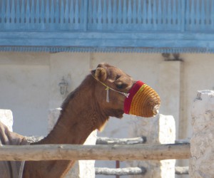 Stallbereiche