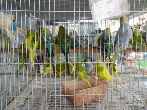 Vogel- und Kleintier Souk