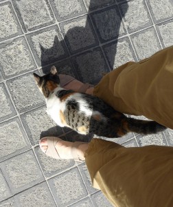 Souk Katze