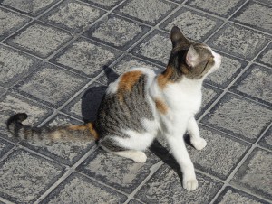 Souk Katze