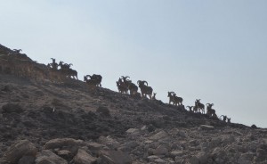 Jeep Safari