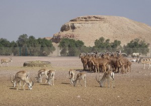 Jeep Safari