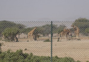 Jeep Safari
