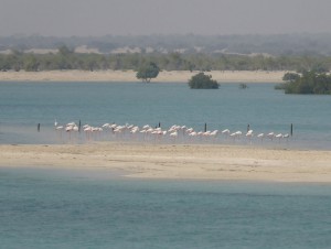 Flamingos