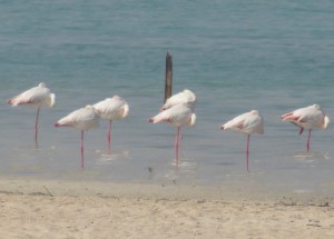 Flamingos