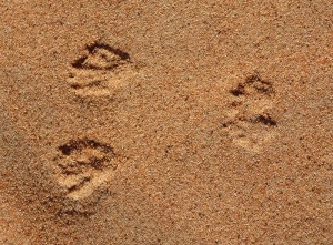 Spuren im Sand