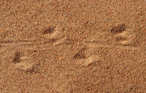 Spuren im Sand