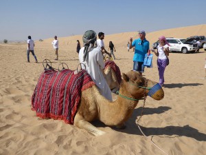 Kamele als Fotomotiv