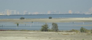 Flamingos
