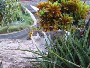 Hotelkatze