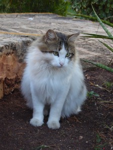 Hotelkatze
