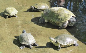 Schildkröten