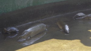Fische