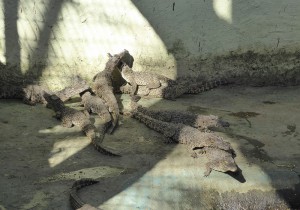 Jungkrokodile