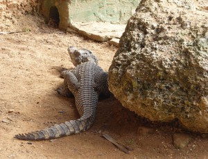 Jungkrokodile