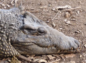 Kubakrokodile