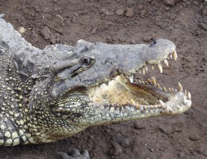 Kubakrokodile