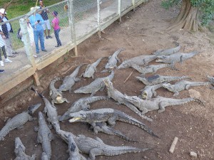 Kubakrokodile
