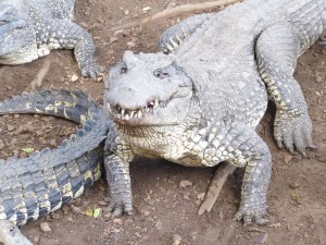 Kubakrokodile