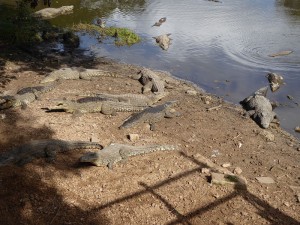 Kubakrokodile