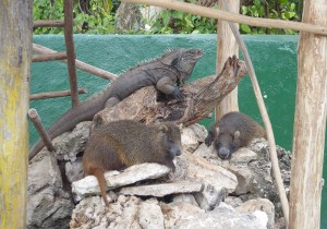 Leguan und Kuba-Baumratten